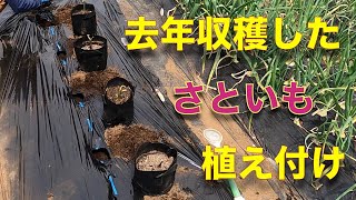 4月15日 里芋の育て方 植え付け