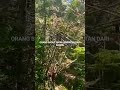 Baduy Ahlinya Bikin Jembatan Bambu #short #viral #baduy #bamboobridge #traditional #unik #indonesia