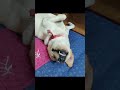 Labrador dog shows teeth while sleeping #tommy