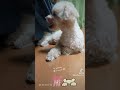 【可愛い💕】マルプー　おとみ　成犬でも可愛い　小型犬　室内犬　トイプードル　☓　マルチーズ　小犬から成犬　約2歳　画像　動画　maltipoo　toy poodle　maltese