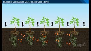 Ozone Depletion in the Stratosphere