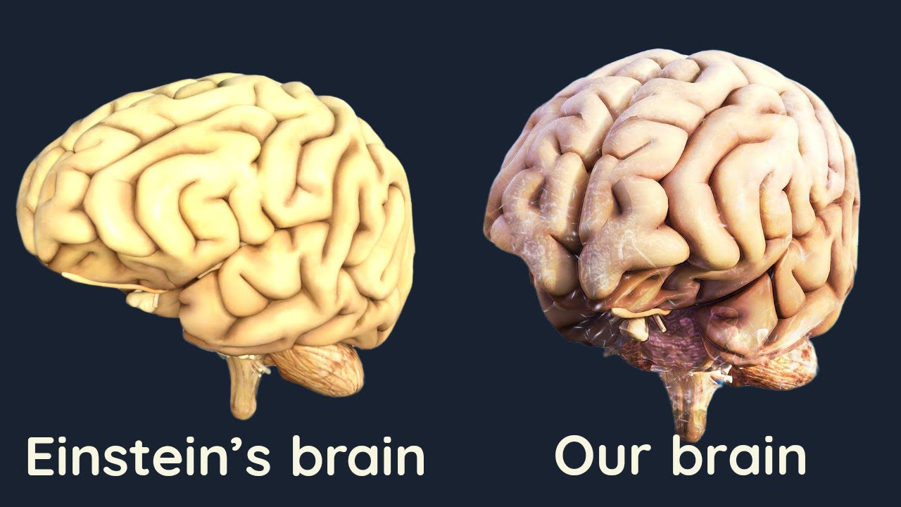 What Made Albert Einstein Genius How Einstein S Brain Was Different