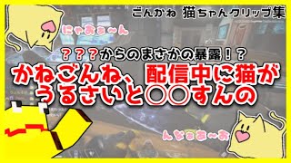 ごんかね 猫ちゃんクリップ集【限界切り抜き】