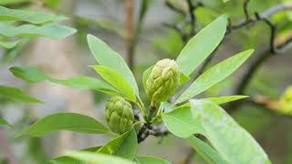 Magnolia virginiana - Sweetbay Magnolia