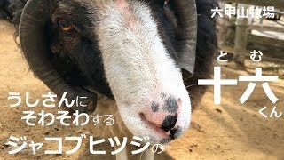 うしさんにそわそわするジャコブヒツジのトム【六甲山牧場】うしさんに大興奮でタイヤに頭突きする４本角のジャコブヒツジさん