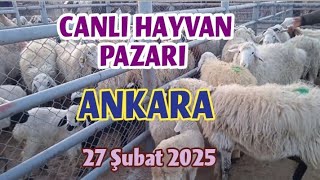 ÇUBUK CANLI HAYVAN PAZARI BÖLÜM 1 | Küçükbaş ve Büyükbaş Fiyatları