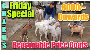 8000/- Onwards Exotic Goat Kid's At CHARU'S FARM | Reasonable Price Goats In Pune |@Rizwankranti