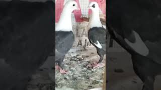 karbalai pigeon best quality birds kabootar 03017523672