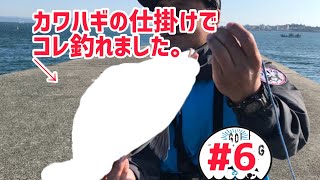 【知多半島】カワハギの仕掛けでアレが釣れました。