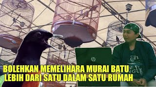 jumlah ideal memelihara murai batu dalam satu rumah