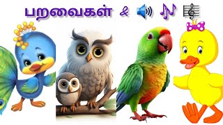 Birds and its sounds for kids|பறவைகள் அறிவோம்| Paravaigal saththam @dharsha1017