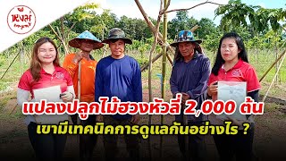 แปลงปลูกไม้ฮวงหัวลี่ 2,000 ต้น เขามีเทคนิคการดูแลกันอย่างไร ?