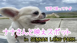 ナナさんとSENNAN LONG PARK。【チワワxペキニーズ】ナナさん