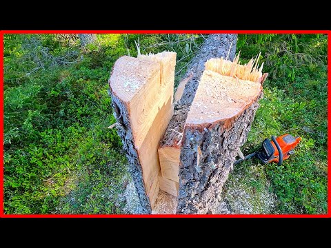 Which of the following is the most popular cutting technique forestry?