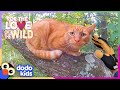 Cat Rescuer Climbs Trees To Save Over 1,000 Cats | For The Love Of The Wild | Dodo Kids