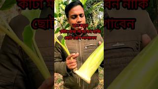 মানকচুর বড় চারা লাগাবেন নাকি ছোট বোগ? #farming