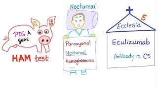 Paroxysmal Nocturnal Hemoglobinuria (PNH) Mnemonic!