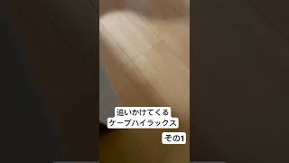 追いかけてくるケープハイラックス　その1