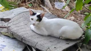 গ্রামের পশু পাখি ও গ্রামের পরিবেশ | Village animals and village environment | পশু পাখি | Hit on Bd