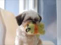 DOG MUSIC FOR MAN & LADY Gaga