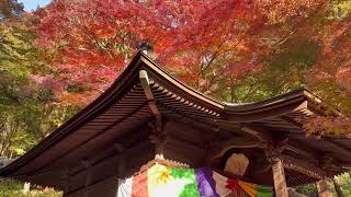 【愛知県 紅葉名所】豊橋のもみじ寺 普門寺2024年12月10日の紅葉状況！愛知県で遅くまで紅葉を楽しめます。