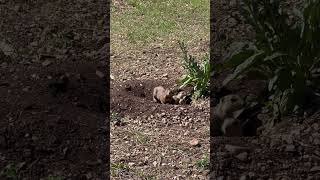 A family of Prairie dogs checking us out. #nature #wildlife #prairiedogs #prairiedog