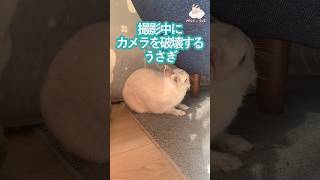 撮影中にカメラを破壊するうさぎ #うさぎ