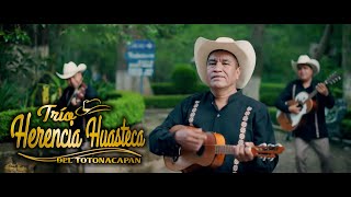 La Guayabita Trio Hernecia Huasteca del Totonacapan (Video Oficial)