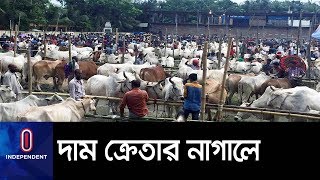 জমছে রাজধানীর পশুর হাট।। Korbani Hat