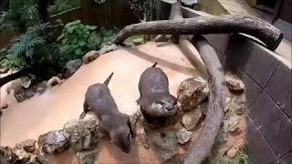 キーパー目線のコツメカワウソ2017.08.26（埼玉県こども動物自然公園/SaitamaChildrensZoo）