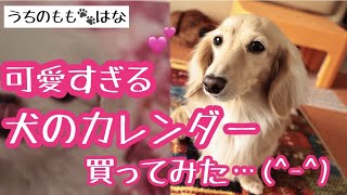 【ダックスフンド】可愛すぎる〇〇〇ー〇？笑っ...#112【カニンヘンダックス】