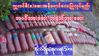 agricultureေဆးအနီေရာင္ျပဳလုပ္နည္းအရြက္အားေဆးအပင္အား(koyoeစိုက္ပ်ိဳးေရး)