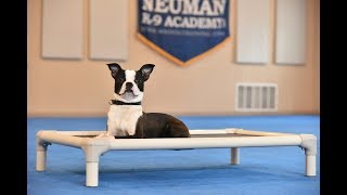 Cy (Boston Terrier) Boot Camp Dog Training Video Demonstration