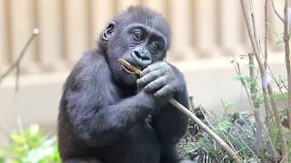 キンタロウ、1才半。すくすく成長しています。Kintarou, one and a half years old. It is growing quickly.【Western Gorilla】