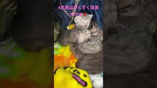 子猫も4兄弟は元気に成長中です。いつも猫団子です！ #猫 #cat #子猫 #日本家屋 #子育て