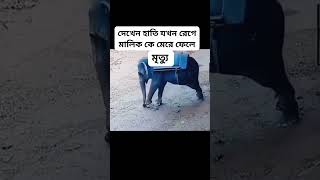 হাতি রেগে গিয়ে মালিককে কিভাবে মেরে ফেলল দেখুন