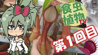 【ゆっくり解説】 第一回 「ウツボカズラの袋と消化液」【Cevio解説】