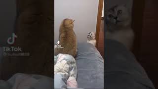 Cute and Funny Tik Tok Cat Videos 2021 to keep you Smiling 😂 #27 #Shorts