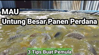 3 Cara Meraup Keuntungan Pembesaran Ikan Nila Sejak Awal || Sukses Budidaya sistem Bioflok