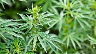 DEA to FDA: Reschedule Marijuana from Schedule I Drug