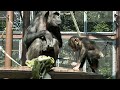 可愛いスカイ君🩷とべ動物園 チンパンジー