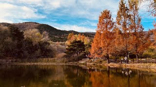 【🇨🇳북경만보(漫步)등산Vlog】북경서산~향산~식물원(北京西山～香山～国家植物园）