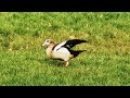 pair of egyptian goose. goose birdflight rspb birdlovers birdsongs birdcalls egyptiangoose