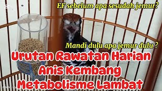 Urutan Rawatan Harian Anis Kembang Metabolisme Lambat