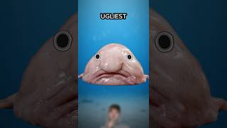 Why The Blobfish Is Ugly