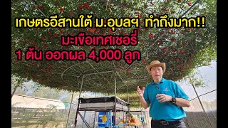 นำชมมะเขือเทศเชอรี่ ระบบไฮโดรโปนิกส์ ปลูก 1 ต้น ออกผล 4,000 ลูก ในงานเกษตรอีสานใต้ ม.อุบลฯ