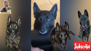 HILARIOUS CUTE DOG’S FUNNIEST MOMENTS OF THE WEEK 2 LUNA THE DUTCH SHEPHERD