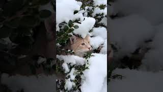 当猫咪第一次见到雪，特别像我现在期待雪的样子#pets #cute #cat