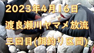 【渡良瀬川山女魚放流#3】2023年両毛漁協渡良瀬川山女魚放流三回目4月16日