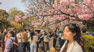 [4K]  Walking Tour in Ueno Park. # Sakura Festival 2024. Tokyo, Japan.